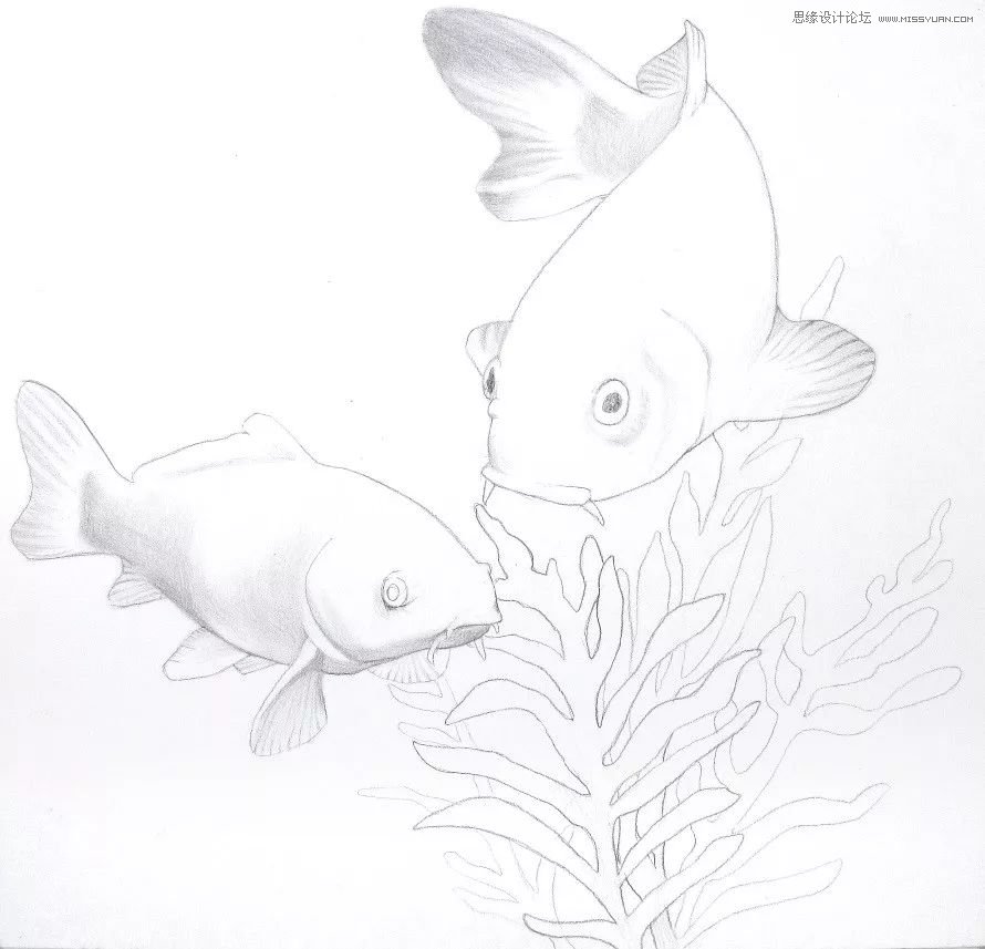 彩色铅笔画之幸运锦鲤的画法