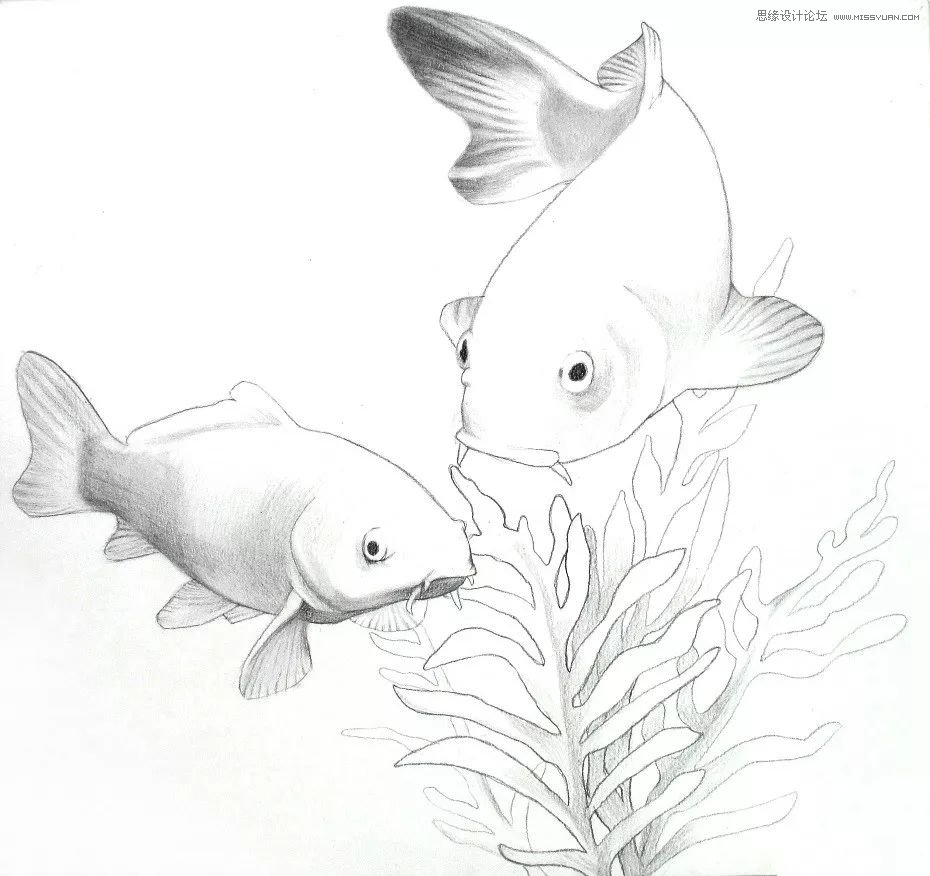 彩色铅笔画之幸运锦鲤的画法