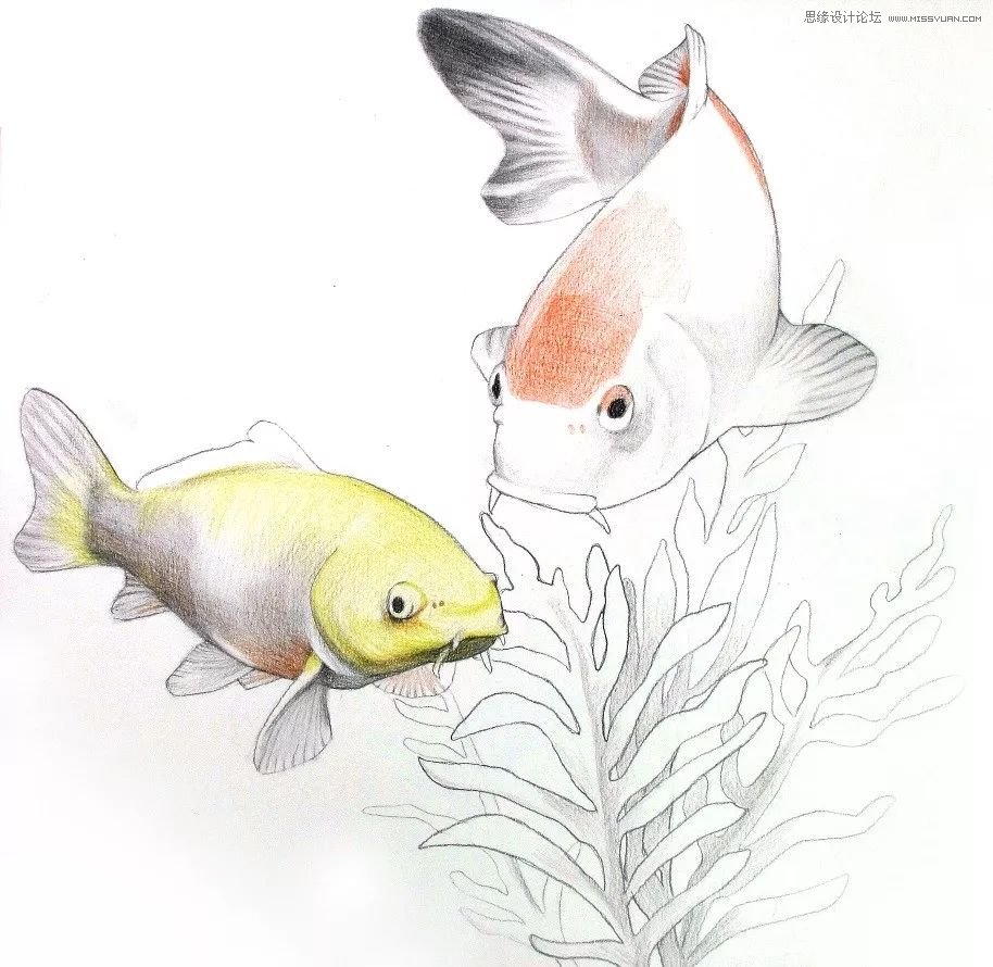 彩色铅笔画之幸运锦鲤的画法