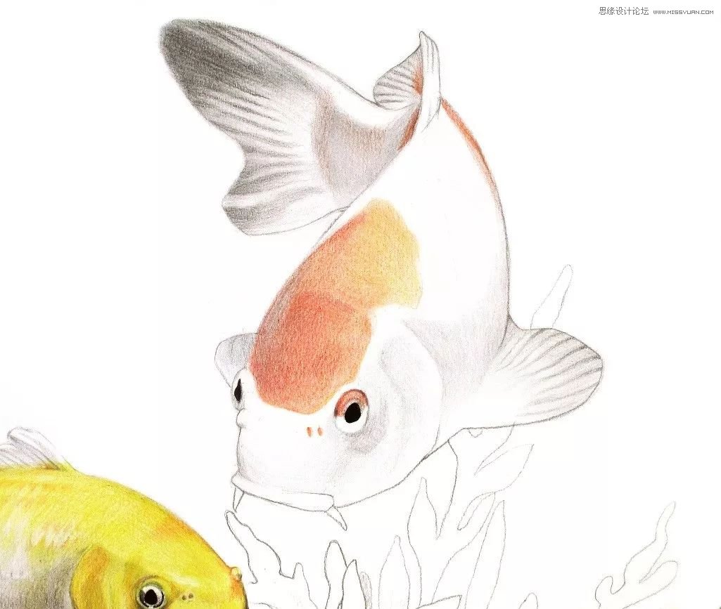 彩色铅笔画之幸运锦鲤的画法