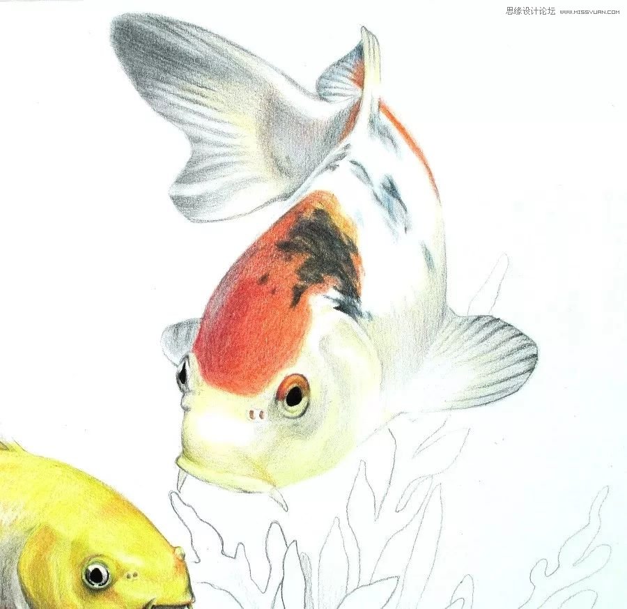 彩色铅笔画之幸运锦鲤的画法