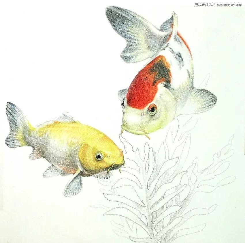 彩色铅笔画之幸运锦鲤的画法