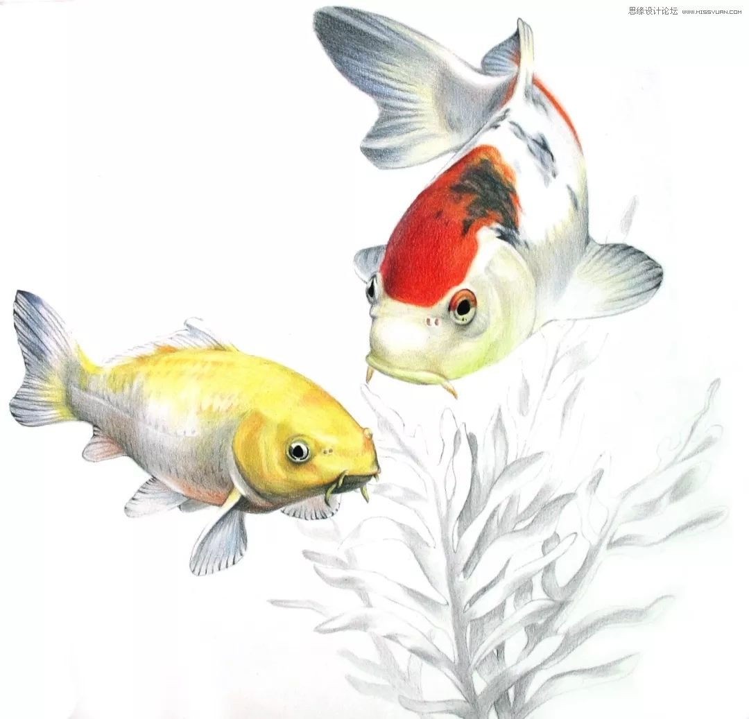 彩色铅笔画之幸运锦鲤的画法