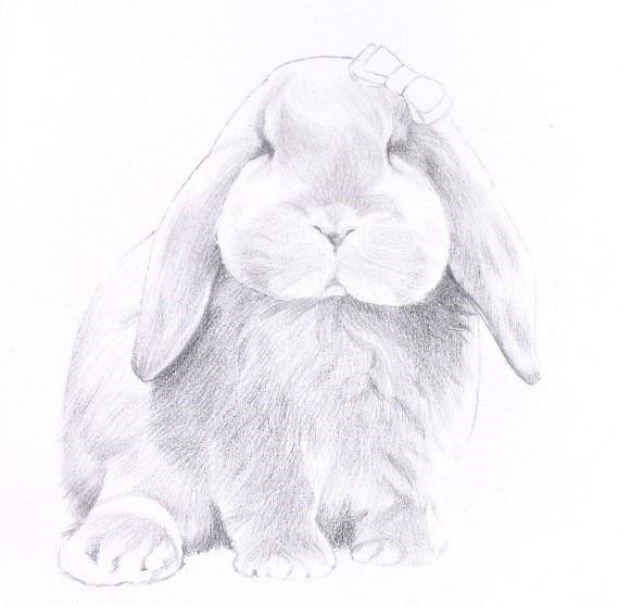 详解彩色铅笔画之垂耳兔的画法