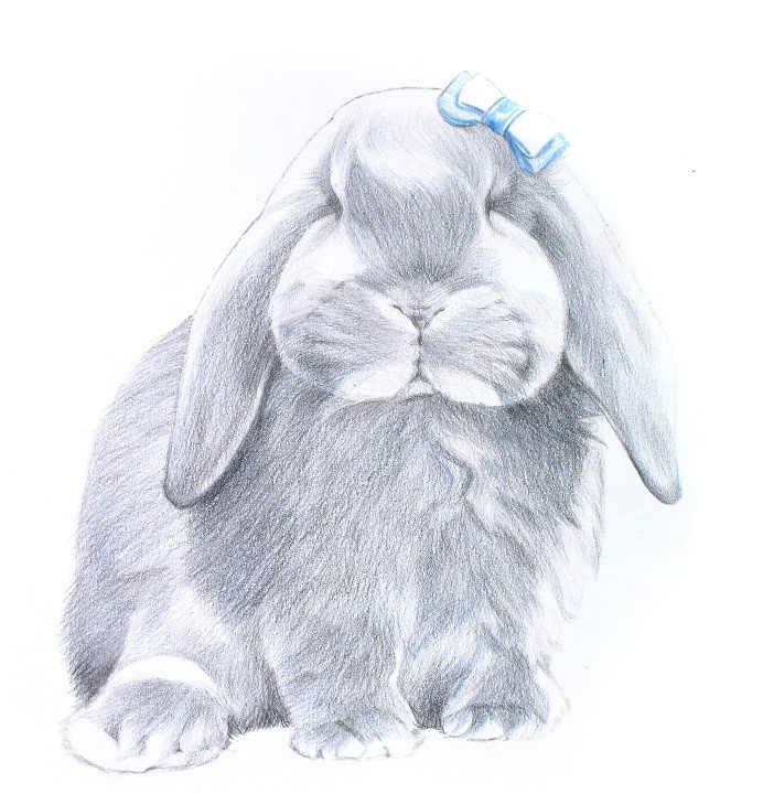 详解彩色铅笔画之垂耳兔的画法