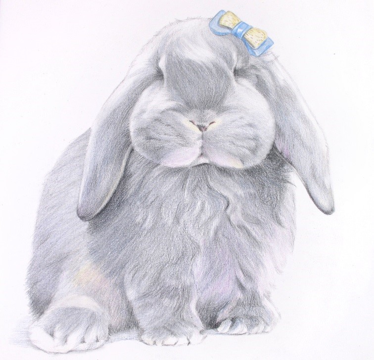 详解彩色铅笔画之垂耳兔的画法