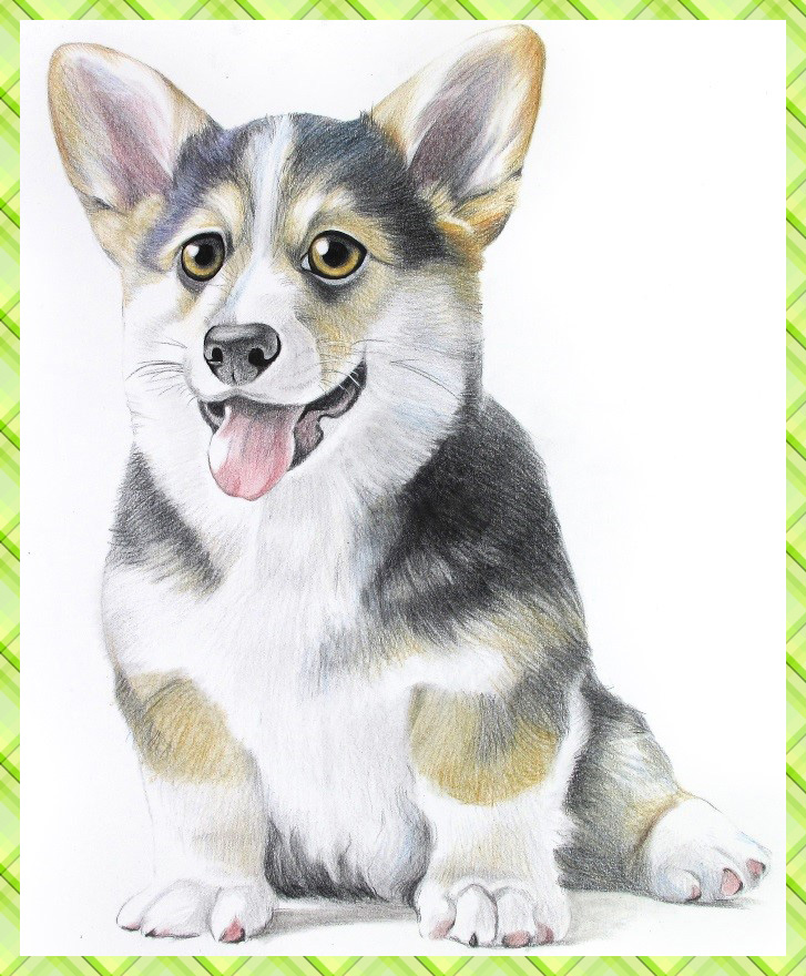 详细解析彩色铅笔画柯基犬的画法
