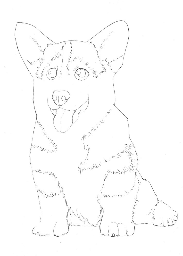 详细解析彩色铅笔画柯基犬的画法