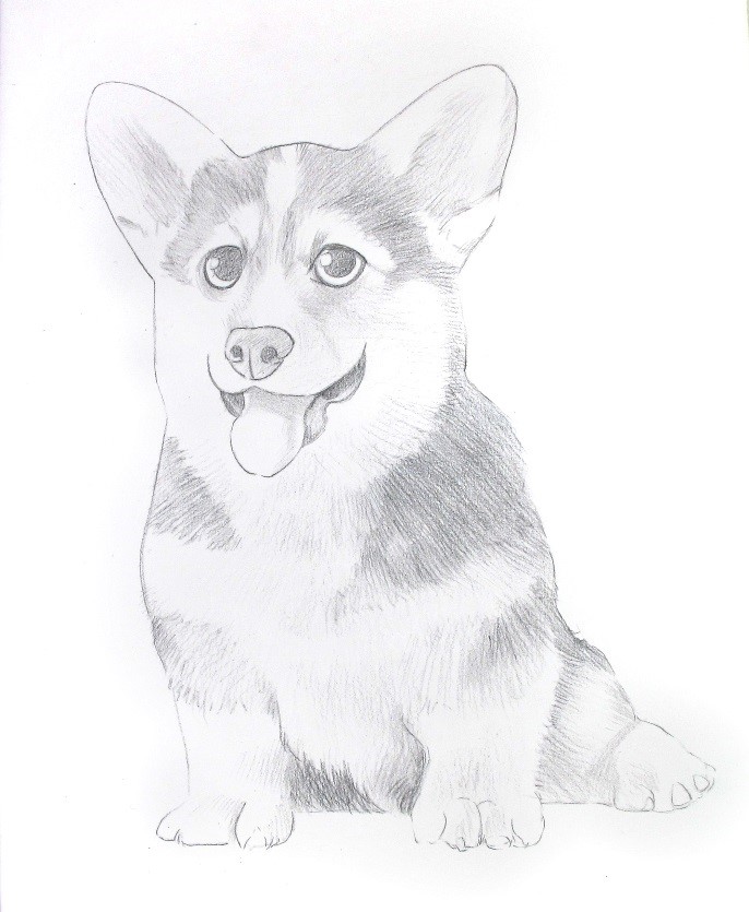 详细解析彩色铅笔画柯基犬的画法