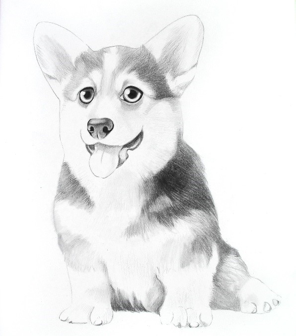详细解析彩色铅笔画柯基犬的画法