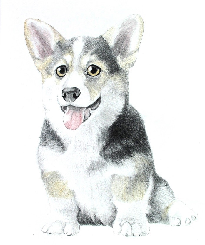 详细解析彩色铅笔画柯基犬的画法
