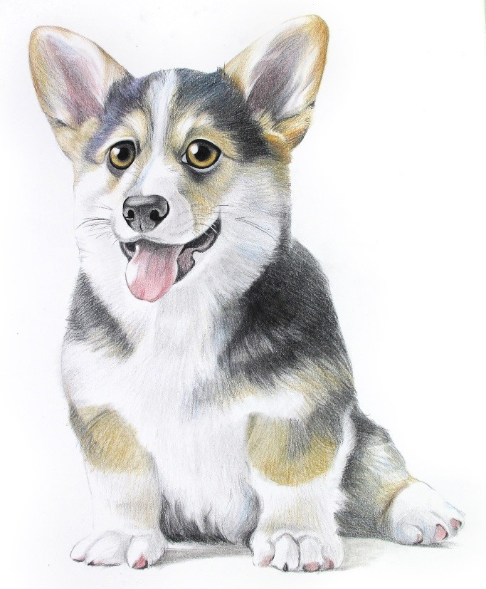 详细解析彩色铅笔画柯基犬的画法