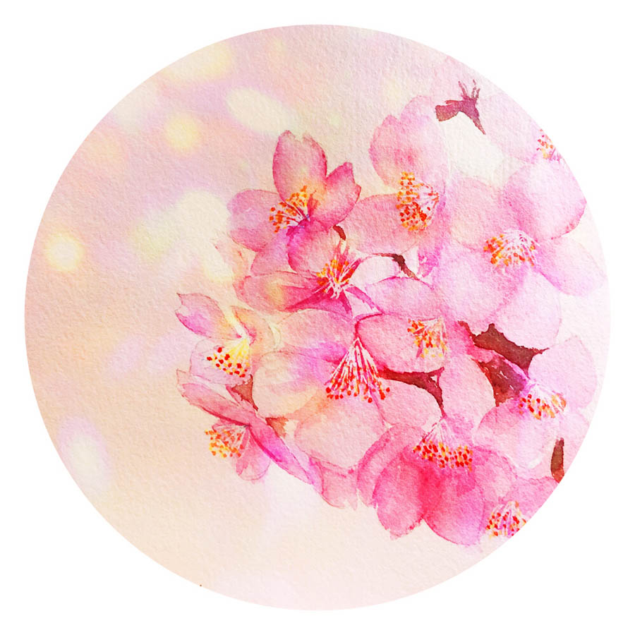 绘制水彩风格的樱花作品