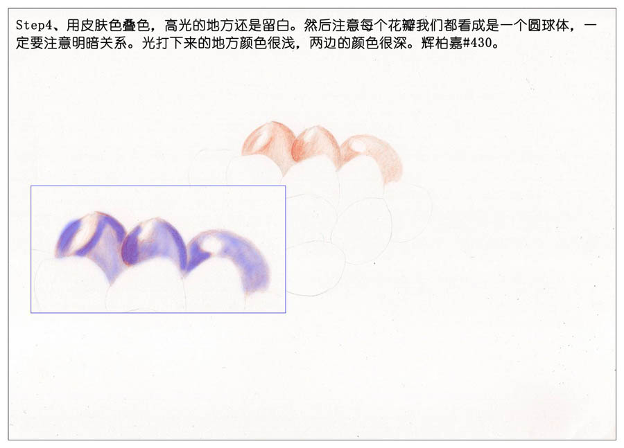 手绘多肉玉露彩铅绘画教程