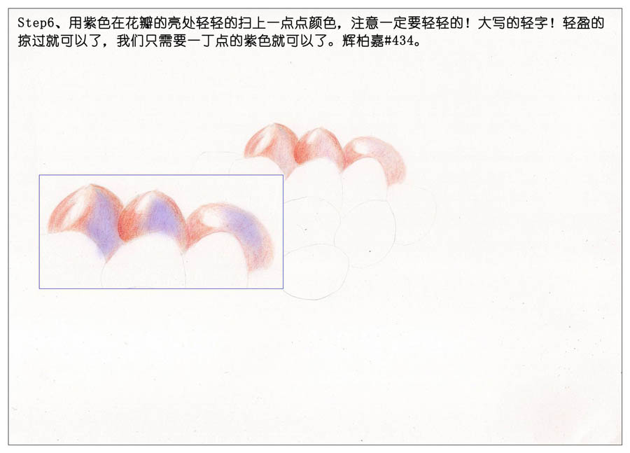 手绘多肉玉露彩铅绘画教程