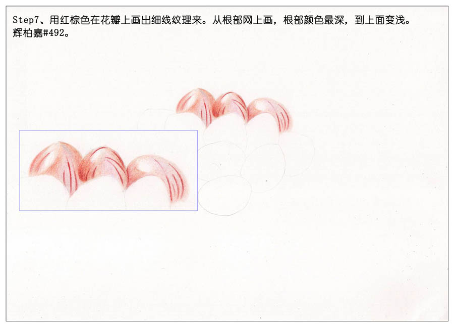 手绘多肉玉露彩铅绘画教程