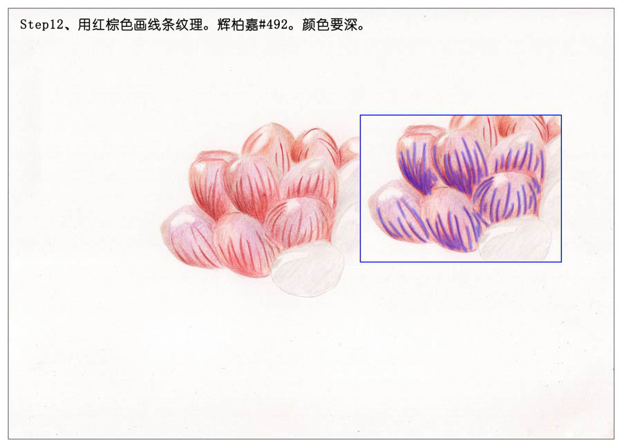 手绘多肉玉露彩铅绘画教程