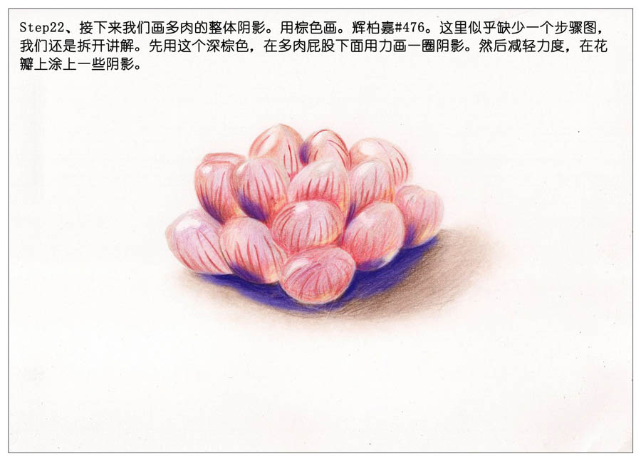 手绘多肉玉露彩铅绘画教程