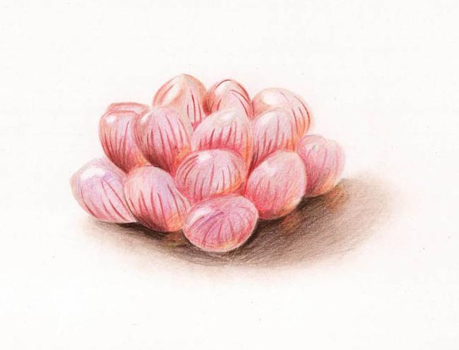 详细解析手绘多肉玉露彩铅绘画教程