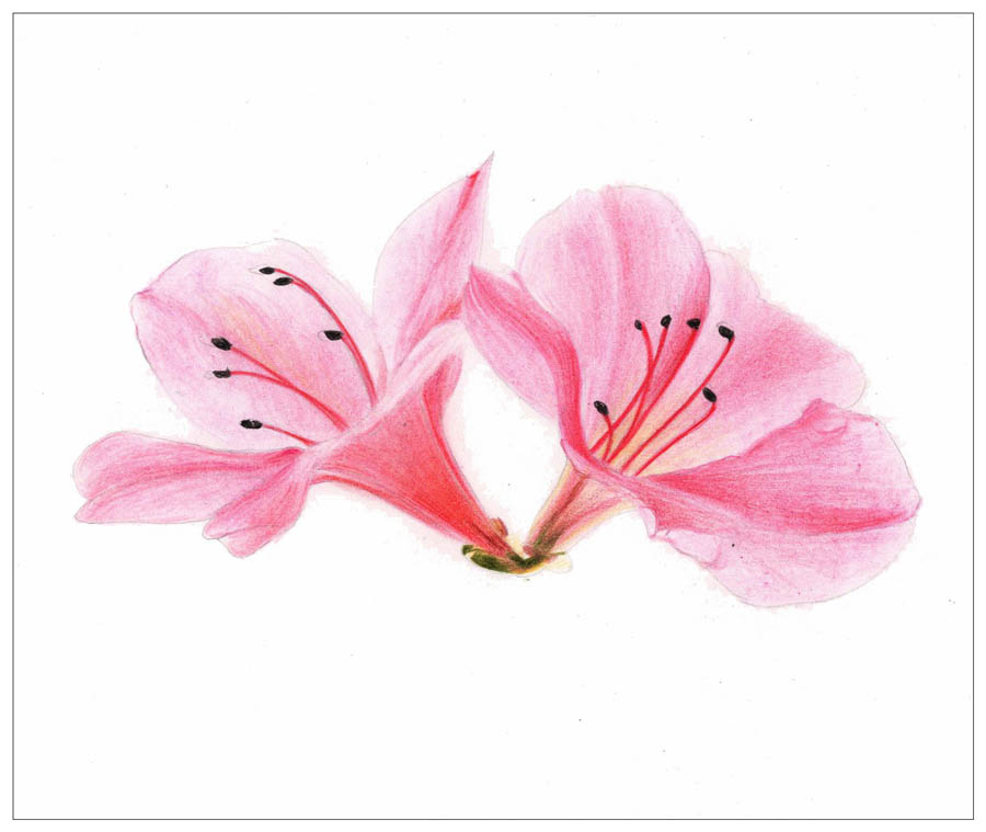 绘制唯美的杜鹃花彩铅教程