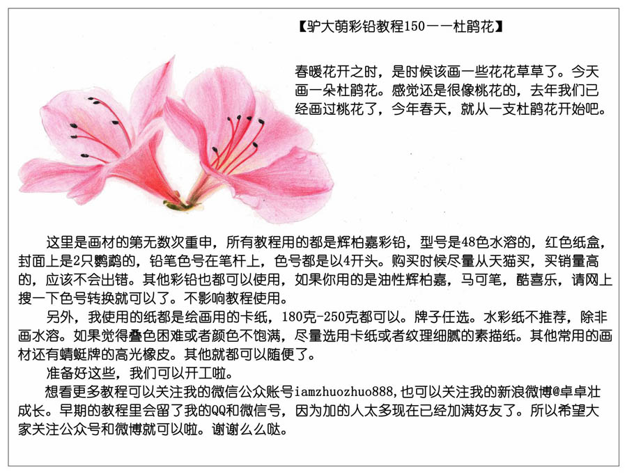 绘制唯美的杜鹃花彩铅教程