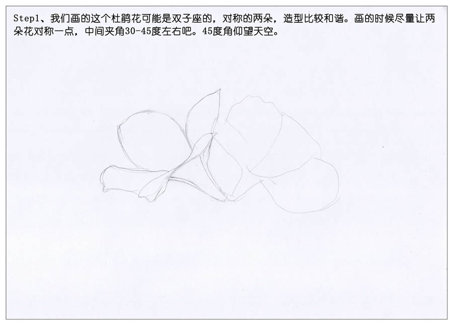 绘制唯美的杜鹃花彩铅教程