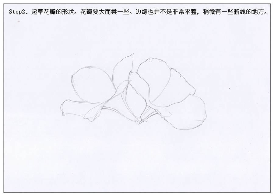 绘制唯美的杜鹃花彩铅教程