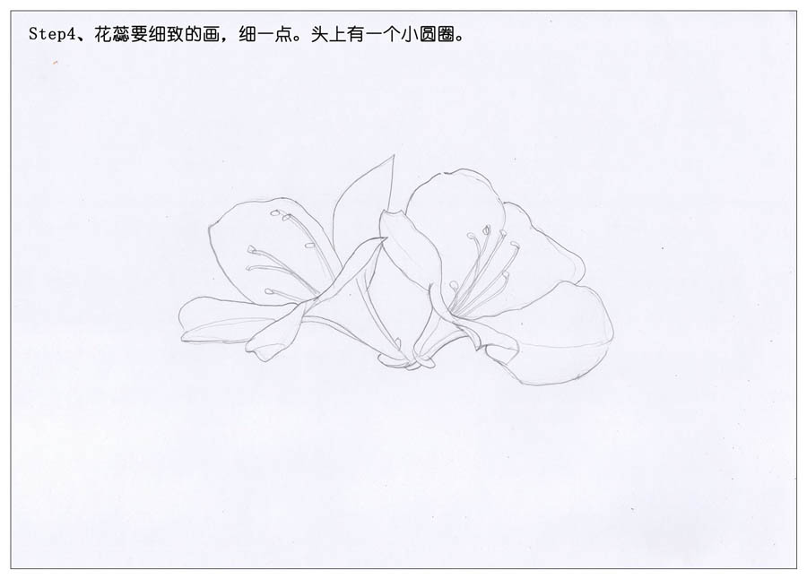 绘制唯美的杜鹃花彩铅教程