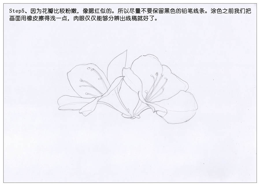 绘制唯美的杜鹃花彩铅教程