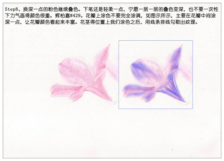 绘制唯美的杜鹃花彩铅教程