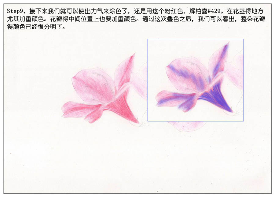 绘制唯美的杜鹃花彩铅教程