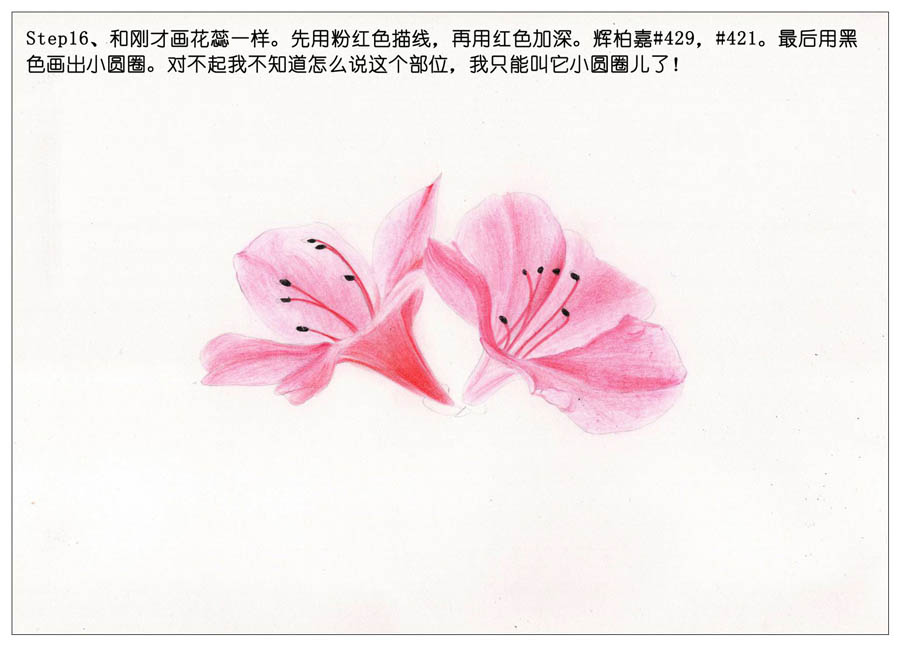 绘制唯美的杜鹃花彩铅教程