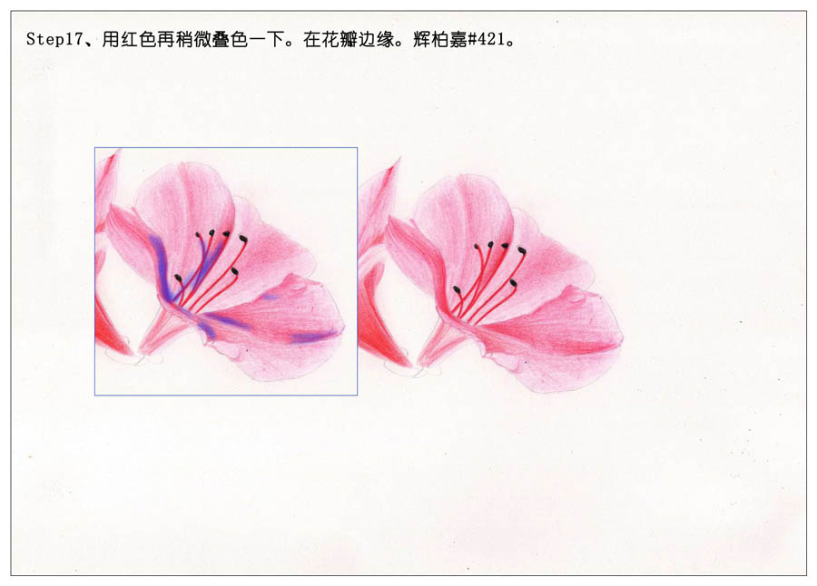 绘制唯美的杜鹃花彩铅教程