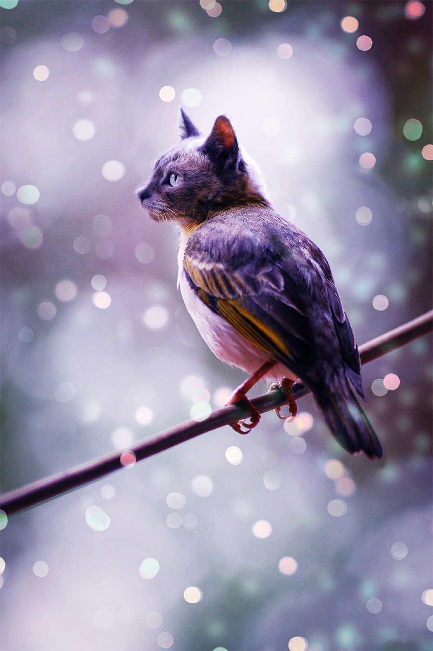 Photoshop合成猫咪头像的猫头鹰图片效果教程