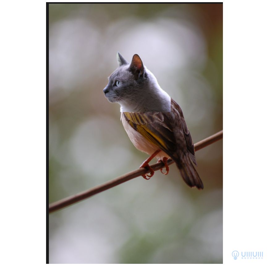 Photoshop创意的合成猫咪头像的猫头鹰