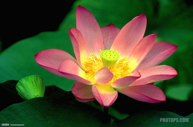 在Photoshop的Lab模式下快速用通道抠图教程