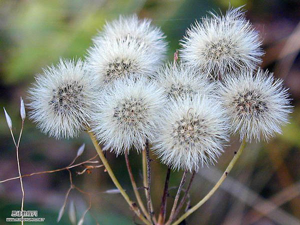 使用Photoshop抽出滤镜快速抠出教复杂的物体