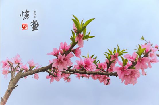 Photoshop结合LR调出更有意境的桃花教程