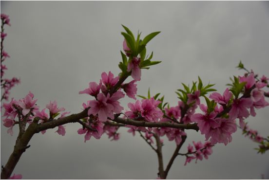 Photoshop结合LR调出更有意境的桃花