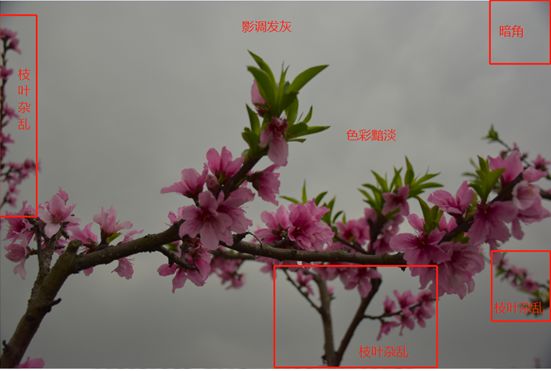 Photoshop结合LR调出更有意境的桃花