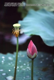 CorelDRAW制作中国风水墨荷花效果图