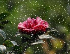 CorelDRAW快速制作雨天雪天和雾天效果