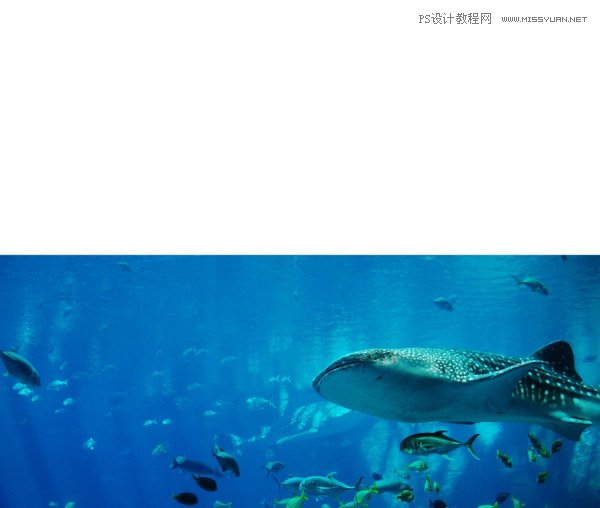 创意合成:用PS合成水中漂流的可爱猫咪