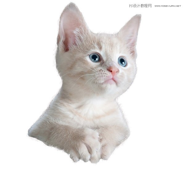 创意合成：用PS合成水中漂流的可爱猫咪