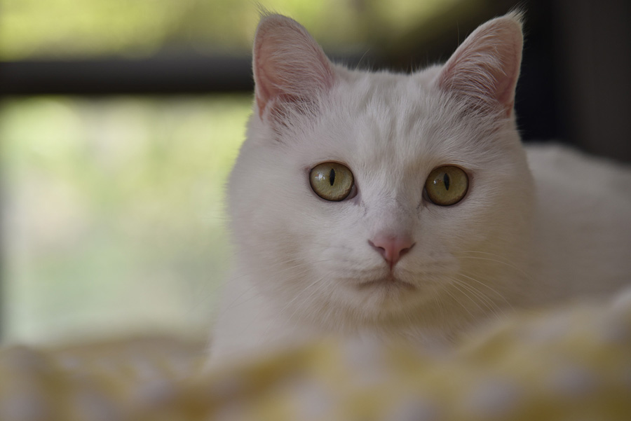 详解摄影师如何拍摄黑色宠物的方法教程