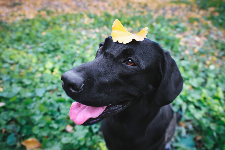 摄影师详解如何拍摄黑色宠物