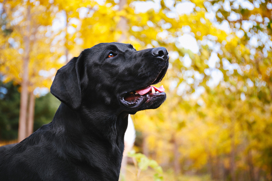 摄影师详解如何拍摄黑色宠物