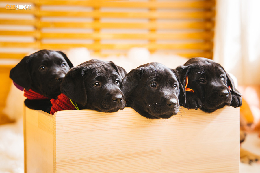 摄影师详解如何拍摄黑色宠物