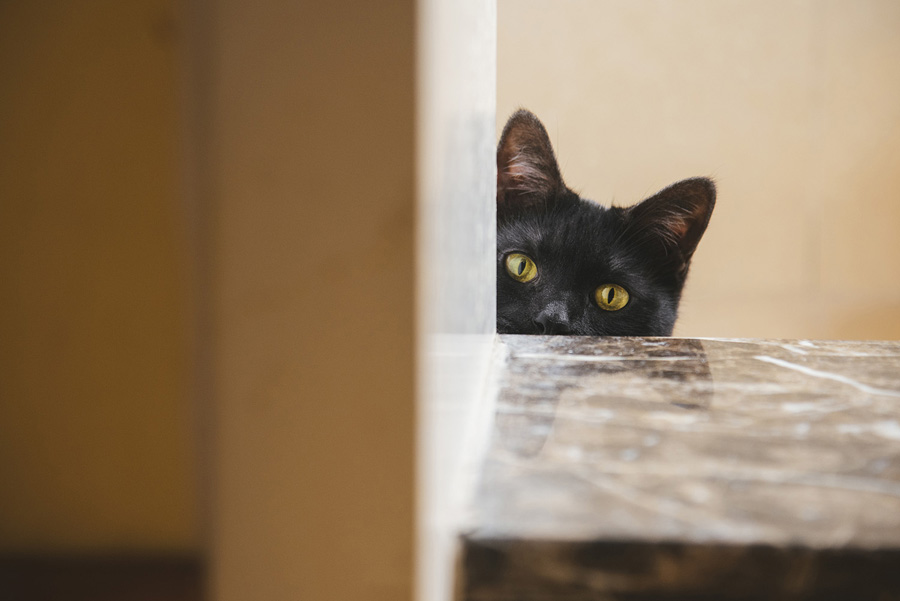 摄影师详解如何拍摄黑色宠物