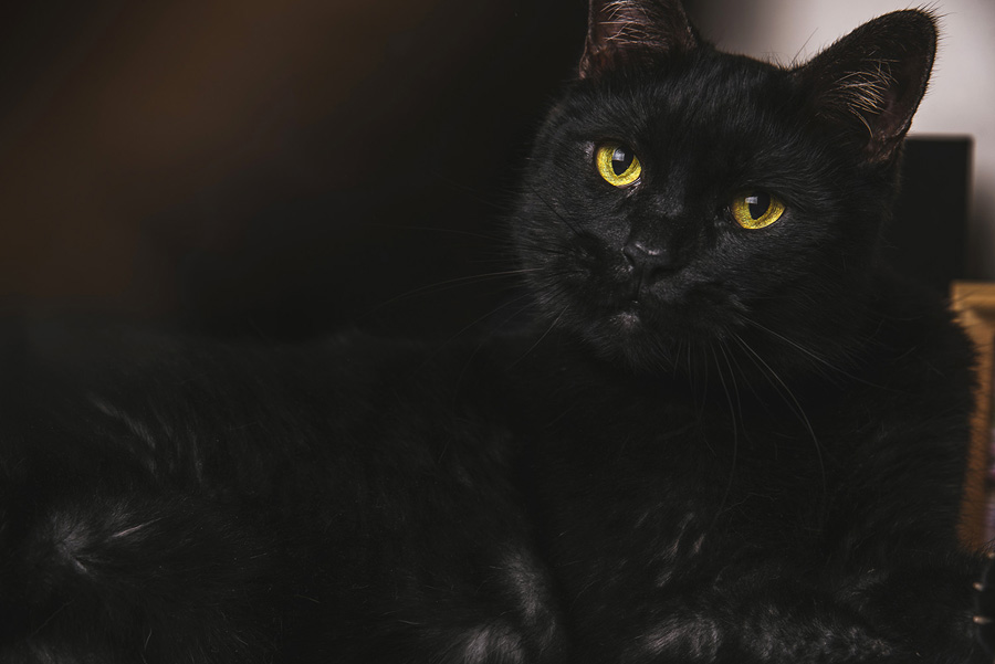 摄影师详解如何拍摄黑色宠物